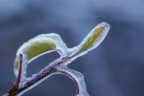 Branch with  ice Stock Photos