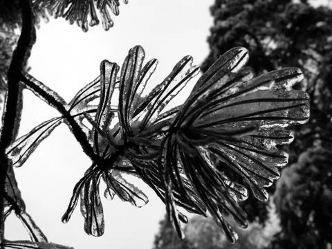 Branch with ice Stock Photos