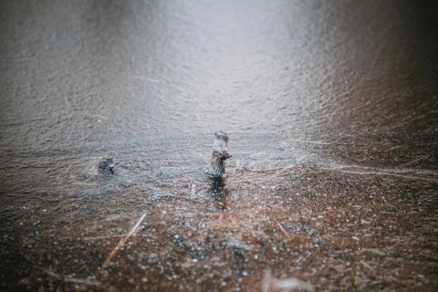 Branch in ice 写真素材