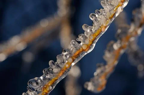 Branch in ice Stock Photos