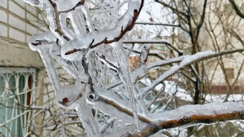 A branch in the ice swings Stock Footage 154148319
