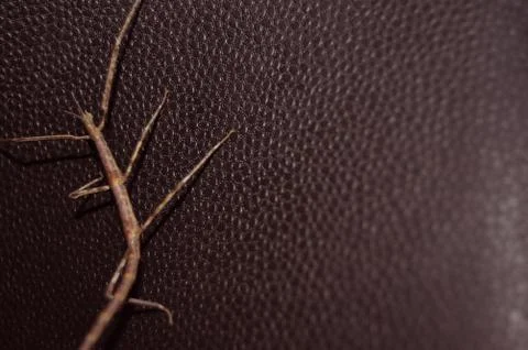 The branch insect Stock Photos