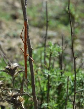 The branch-like insect Stock Photos