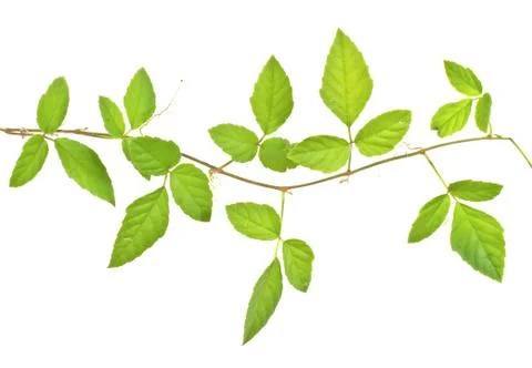Branch of ivy isolated on white background Stock Photos