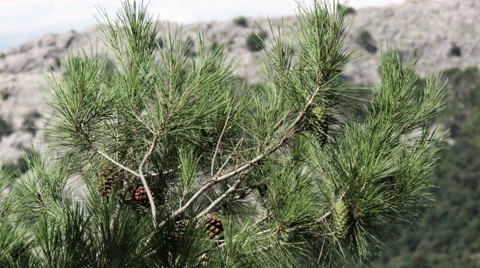 A Branch of a Jack Pine Tree with Cones. Stock Footage 68867969