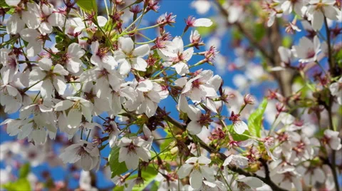 Branch of Japanese Sakura tree with Cherry blossom flowers Stock-Footage 50200731