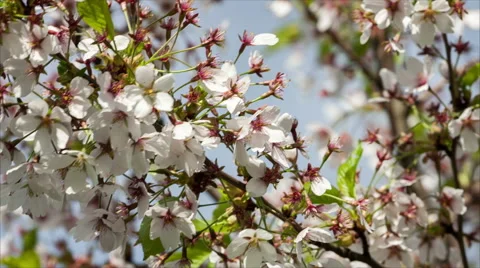 Branch of Japanese Sakura tree with Cherry blossom flowers Stock Footage 50200845