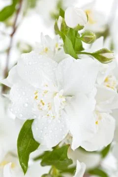 Branch of jasmine. Stock Photos