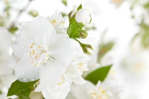 Branch of jasmine. Stock Photos