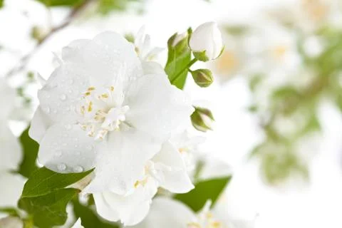 Branch of jasmine. Stock Photos