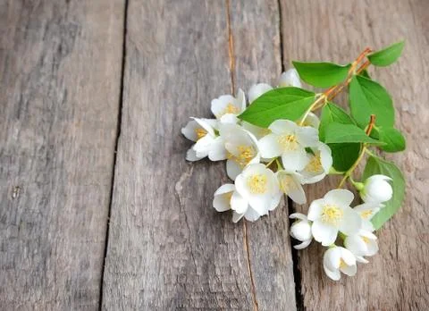 A branch of jasmine. Foto stock