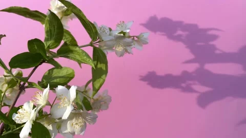 A branch of jasmine swaying in the wind Stock Footage 227508409