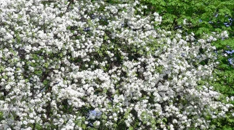 Branch of jasmine with young green leaves and white flowers Stock Footage 24805053