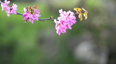 Branch of Judas tree Stock Footage 21872884