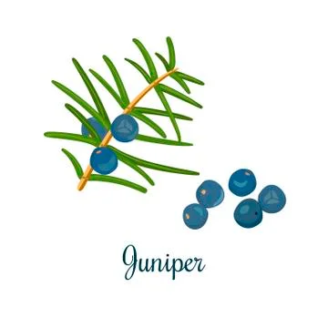 Branch of Juniper with berries Stock Illustration