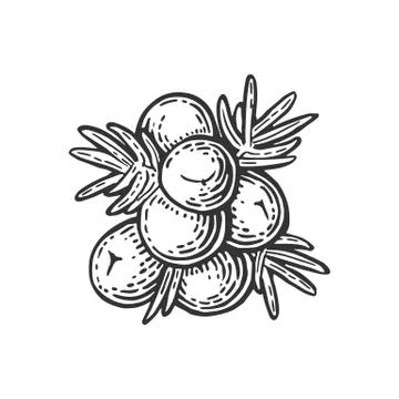 Branch of Juniper with berries. Vintage vector color engraving Stock Illustration