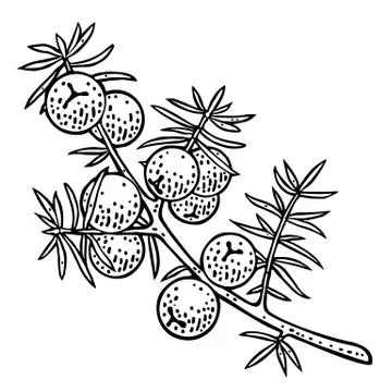 Branch of Juniper with berries. Vintage vector color engraving Ilustración de archivo