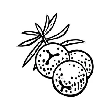 Branch of Juniper with berries. Vintage vector color engraving Stock Illustration