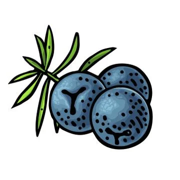 Branch of Juniper with berries. Vintage vector color engraving Ilustración de archivo
