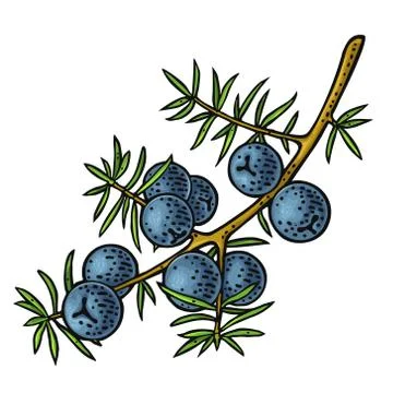 Branch of Juniper with berries. Vintage vector color engraving Stock-Illustration