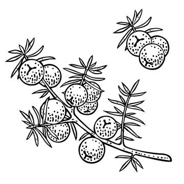 Branch of Juniper with berries. Vintage vector color engraving Stock Illustration