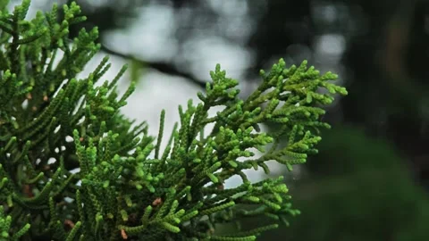 Branch of Juniper in Nature. Stock Footage 304943033