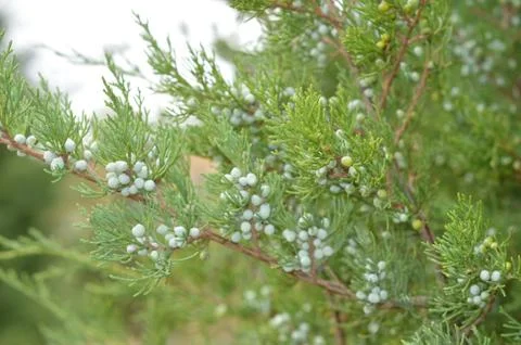 Branch of juniper Stock Photos