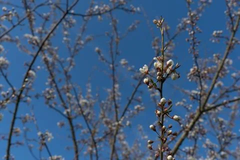 A branch of just a blossoming apple tree with blossoming delicate white flo.. Stock Photos