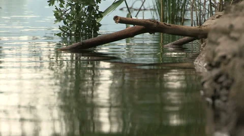 A branch in a lake Stock Footage 59944836