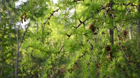 Branch of a Larch Stock Footage 58922623