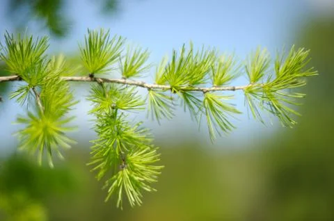 The branch of larch in the spring Stock Photos