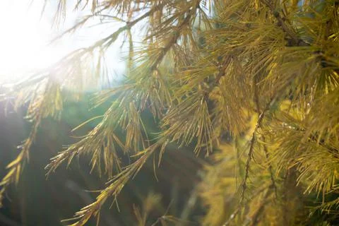 A branch of a larch tree in the rays of the sun. Coniferous branch in soft focus Stock Photos
