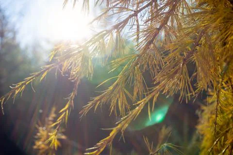 Branch of a larch tree in the rays of the sun. Coniferous branch in soft focus Stock Photos