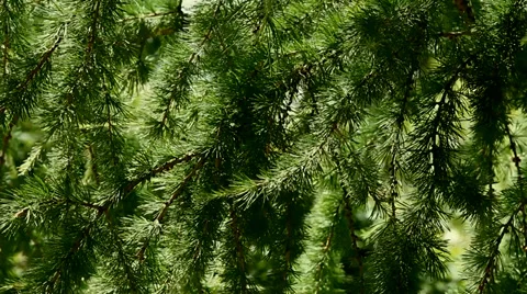 Branch of Larch on the wind Stock Footage 39323126