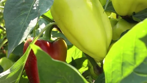 A branch with large multi-colored peppers moves with the wind outdoors Stock Footage 160408796