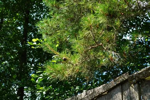 A branch of a large pine tree with green needles and cones over an old wooden Fotos de archivo