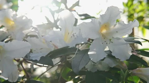 Branch with large white flowers in the rays of the bright sun early in the Stock Footage 175491767
