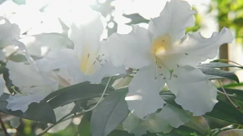 Branch with large white flowers in the rays of the bright sun early in the Stock Footage 178909043