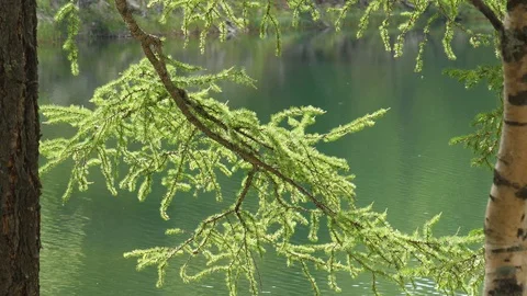 Branch of larix with strobiles in front of forest lake 動画素材 103385384