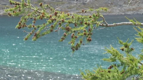 Branch of larix with strobiles in front of mountain lake Video stock 103383714