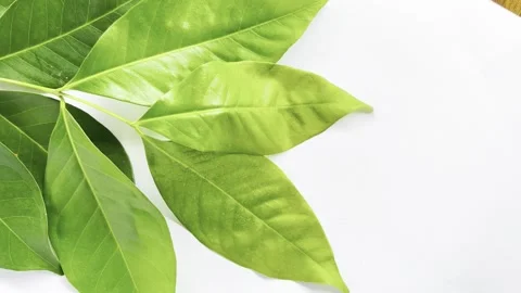 A branch of laurel isolated on white background. Fresh bay leaves. Stock Footage 312661668