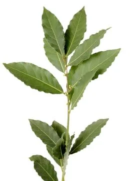 Branch of the laurel Stock Photos