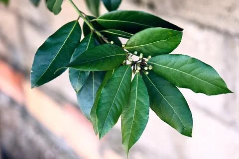 Branch of laurel tree with leaves and flowers Stock Photos