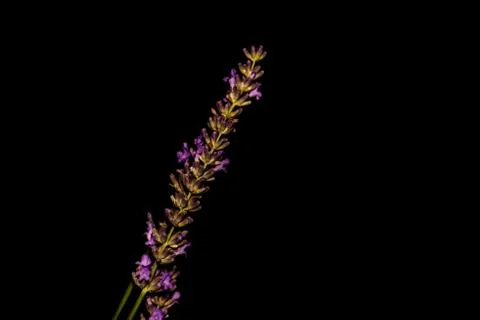 A branch of lavender on a dark background. Stock Photos