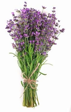 Branch of a lavender isolated on a white background. Stock Photos
