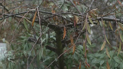 A branch with leaf and raindrops on it Stock-Footage 87028735