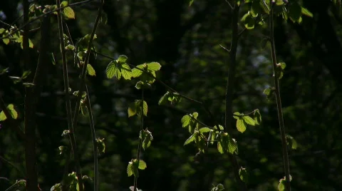 Branch of leaf in contrast Video stock 399311