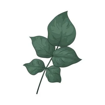 Branch leaf illustration Stock Illustration