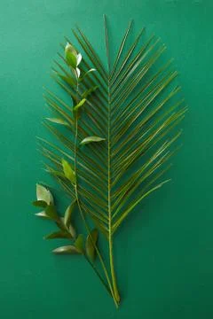 Branch of a leaf isolated Stock Photos