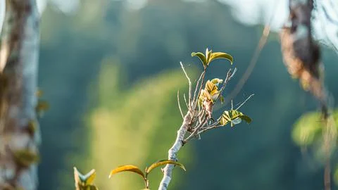 A branch with a leaf on it is in the foreground of a forest Stock Photos